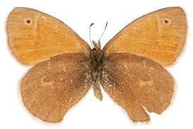 Attēlu rezultāti vaicājumam “Coenonympha tullia underside”