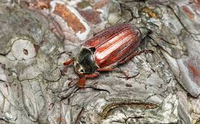 Attēlu rezultāti vaicājumam “Melolontha melolontha”