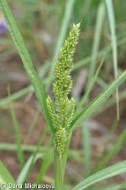 Attēlu rezultāti vaicājumam “Echinochloa crus-galli fruit”