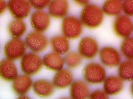 Attēlu rezultāti vaicājumam “Fuligo gyrosa macro”