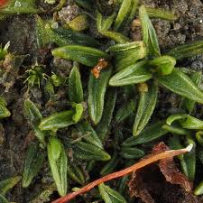 Attēlu rezultāti vaicājumam “Aloina rigida sporophyte”