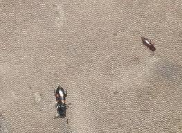 Attēlu rezultāti vaicājumam “Glischrochilus quadripunctatus”