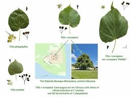 Attēlu rezultāti vaicājumam “Tilia x vulgaris”