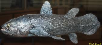 Attēlu rezultāti vaicājumam “Laccognathus panderi”