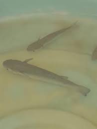 Image result for Chelon dumerili