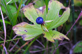 Attēlu rezultāti vaicājumam “Paris quadrifolia flower”