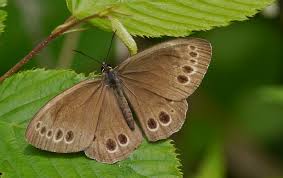 Attēlu rezultāti vaicājumam “Lopinga achine”