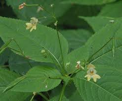 Attēlu rezultāti vaicājumam “Impatiens parviflora”