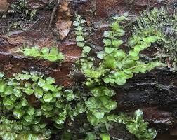 Attēlu rezultāti vaicājumam “Plagiomnium ellipticum”