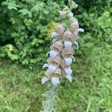 Image result for Digitalis lanata