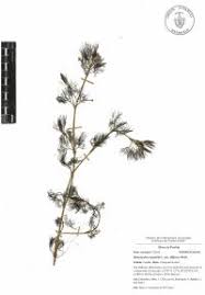 Attēlu rezultāti vaicājumam “Batrachium circinatum”