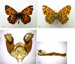 Attēlu rezultāti vaicājumam “Melitaea phoebe underside”