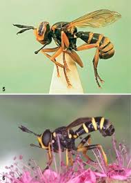 Attēlu rezultāti vaicājumam “Conopidae”