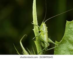 Attēlu rezultāti vaicājumam “Tettigonia viridissima”