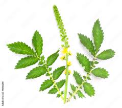 Attēlu rezultāti vaicājumam “Agrimonia eupatoria leaf”