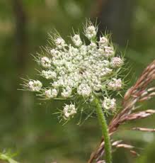 Attēlu rezultāti vaicājumam “Daucus carota subsp. carota”