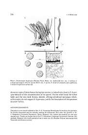 Attēlu rezultāti vaicājumam “Stemonitopsis hyperopta var. landewaldii”