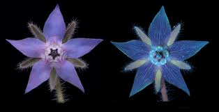 Image result for Borretsch