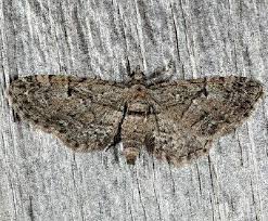 Attēlu rezultāti vaicājumam “Eupithecia pusillata”