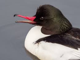 Attēlu rezultāti vaicājumam “Mergus merganser”