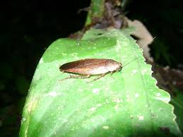 Attēlu rezultāti vaicājumam “Blattoptera”