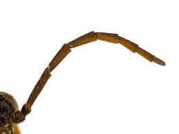 Attēlu rezultāti vaicājumam “Trichia ambigua stalked”