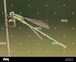Attēlu rezultāti vaicājumam “Lestes virens female”