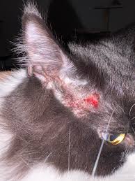 Картинки по запросу белку зажевало в диск