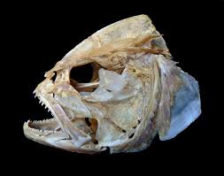 Image result for Caranx hippos