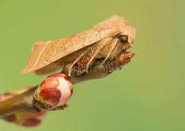 Attēlu rezultāti vaicājumam “Orthosia cerasi”