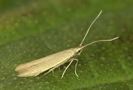 Attēlu rezultāti vaicājumam “Coleophora alticolella”