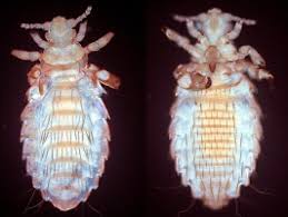 Attēlu rezultāti vaicājumam “Phthiraptera”