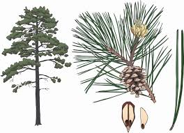 Attēlu rezultāti vaicājumam “Pinus nigra”