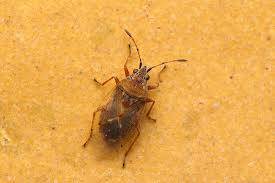 Attēlu rezultāti vaicājumam “Kleidocerys resedae imago”