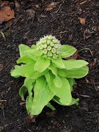 Attēlu rezultāti vaicājumam “Petasites spurius”