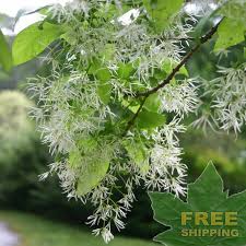 Attēlu rezultāti vaicājumam “Chionanthus virginicus”