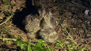 Attēlu rezultāti vaicājumam “Caprimulgus europaeus egg”