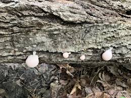 Attēlu rezultāti vaicājumam “Lycogala flavofuscum”