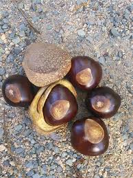 Attēlu rezultāti vaicājumam “Aesculus x neglecta”