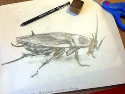 Image result for periplaneta americana