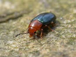 Attēlu rezultāti vaicājumam “Triplax aenea”