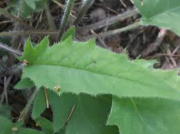 Attēlu rezultāti vaicājumam “Hieracium murorum bud”