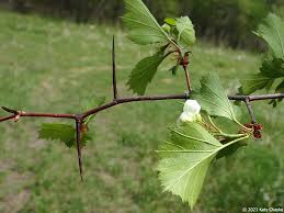 Attēlu rezultāti vaicājumam “Crataegus x macrocarpa leaf”