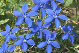 Image result for Enzian