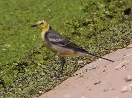 Attēlu rezultāti vaicājumam “Motacilla citreola”