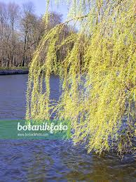 Attēlu rezultāti vaicājumam “Salix x sepulcralis”