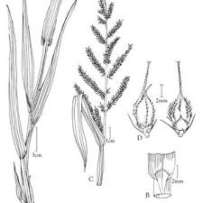 Attēlu rezultāti vaicājumam “Echinochloa crus-galli”