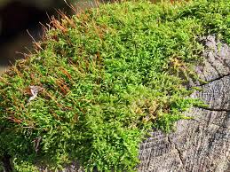 Attēlu rezultāti vaicājumam “Leskea polycarpa”