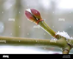 Attēlu rezultāti vaicājumam “Acer rufinerve flower”