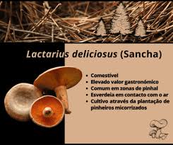 Attēlu rezultāti vaicājumam “Lactarius deliciosus”